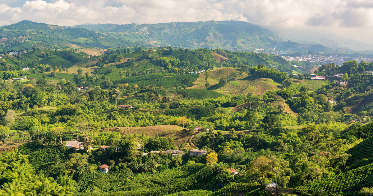 Why We Love Colombian Coffee So Much