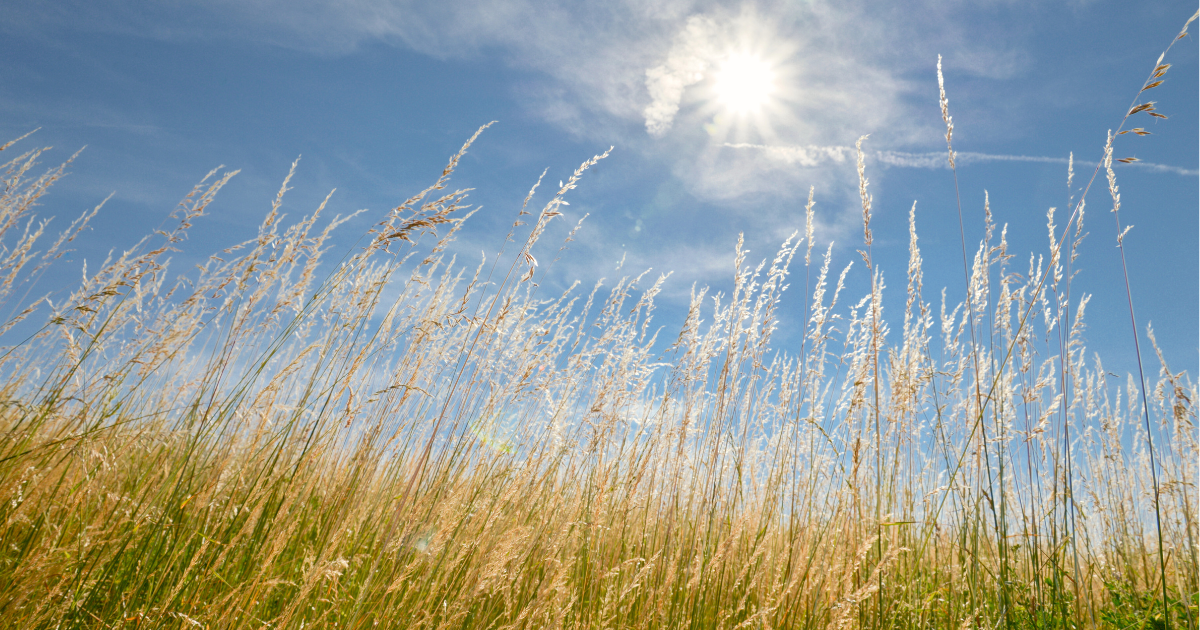 Summer Photo Competition
