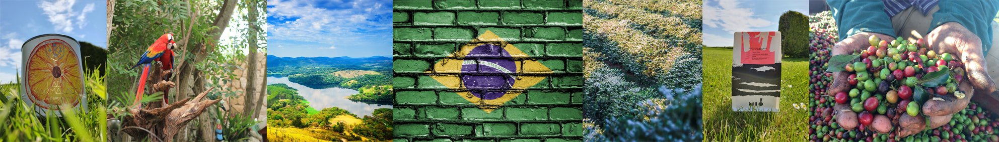 Love Letter to Brazil - Dog & Hat Coffee