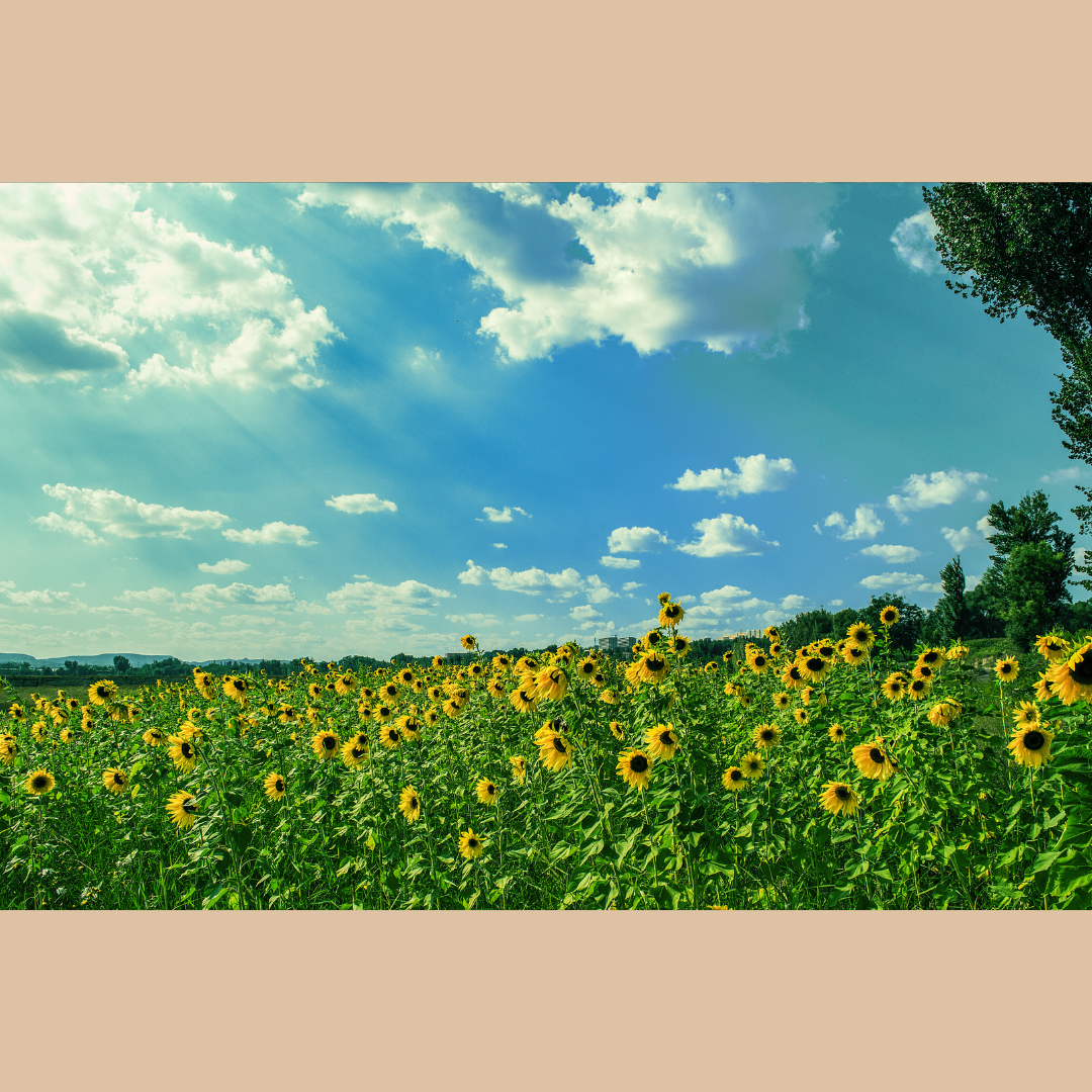 Summer Photo Competition