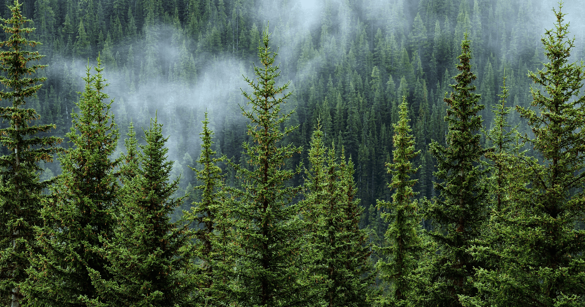 The Dog and Hat Impact - Dog & Hat Coffee