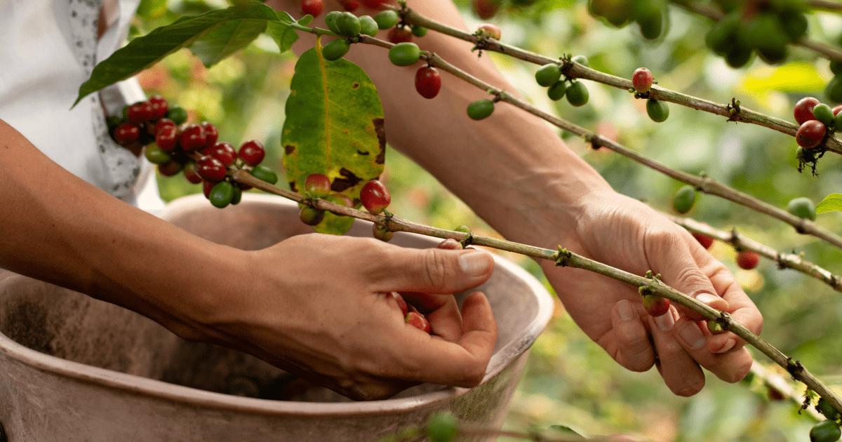 What about Robusta? - Dog & Hat Coffee