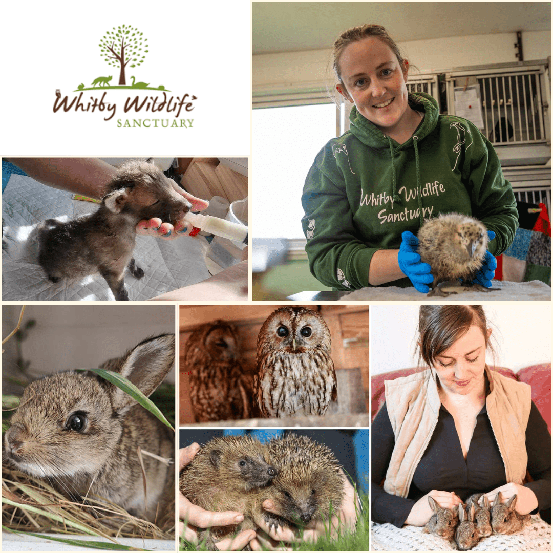 Whitby Wildlife Sanctuary - Dog & Hat Coffee Club